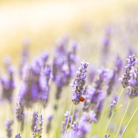 Agriturismo La Valle Della Lavanda - Podere Mezzastrada Fauglia Luaran gambar