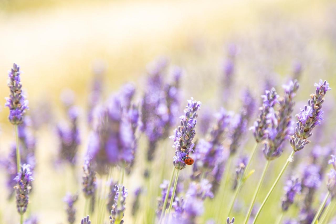 Agriturismo La Valle Della Lavanda - Podere Mezzastrada Fauglia Luaran gambar