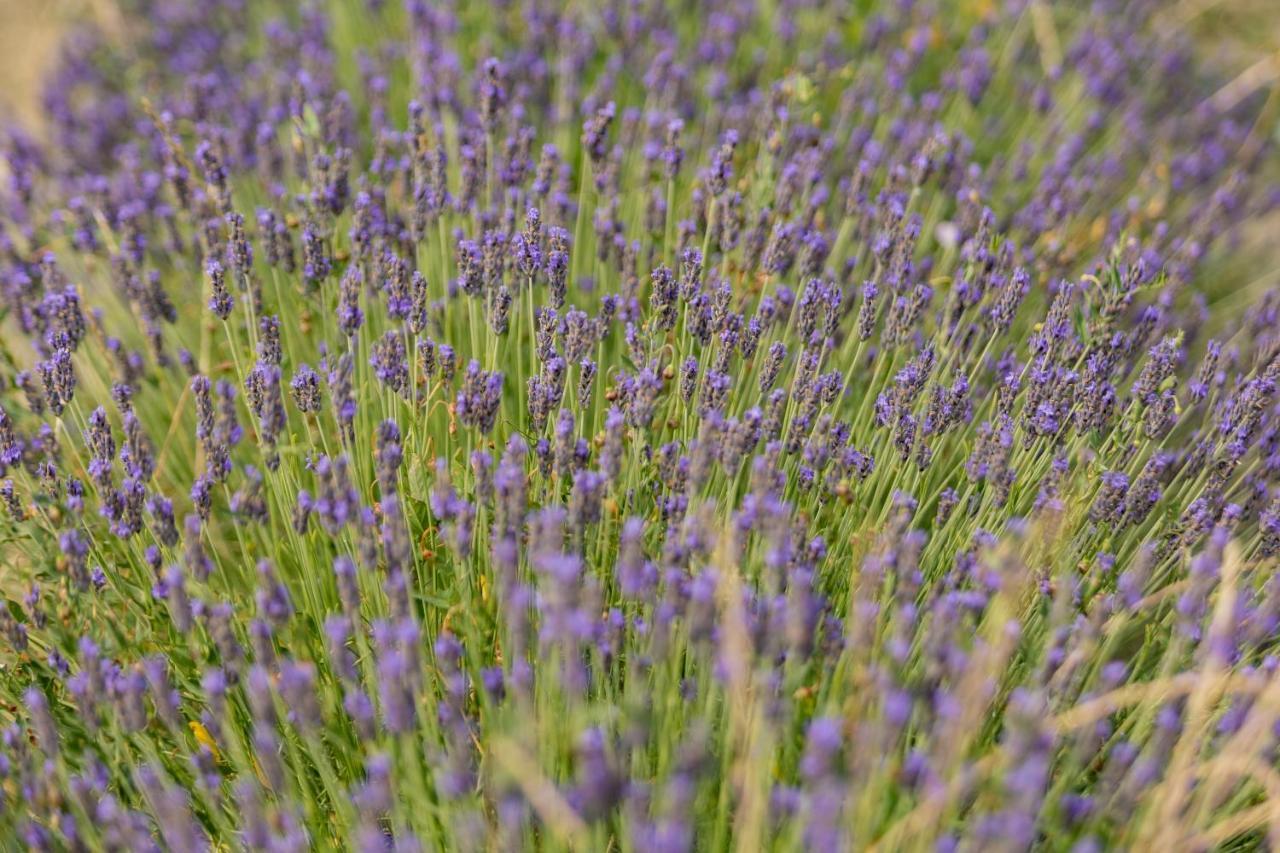 Agriturismo La Valle Della Lavanda - Podere Mezzastrada Fauglia Luaran gambar